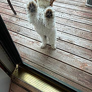 Finn is registered to the contest to win money with this photo: dog, puppy, curly_hair, standing, paws, glass_door, wooden_deck, outside, pet, cute, fur, animal, domestic_animal, looking_up, door_frame, home, playful, waiting, canine, fur_paws