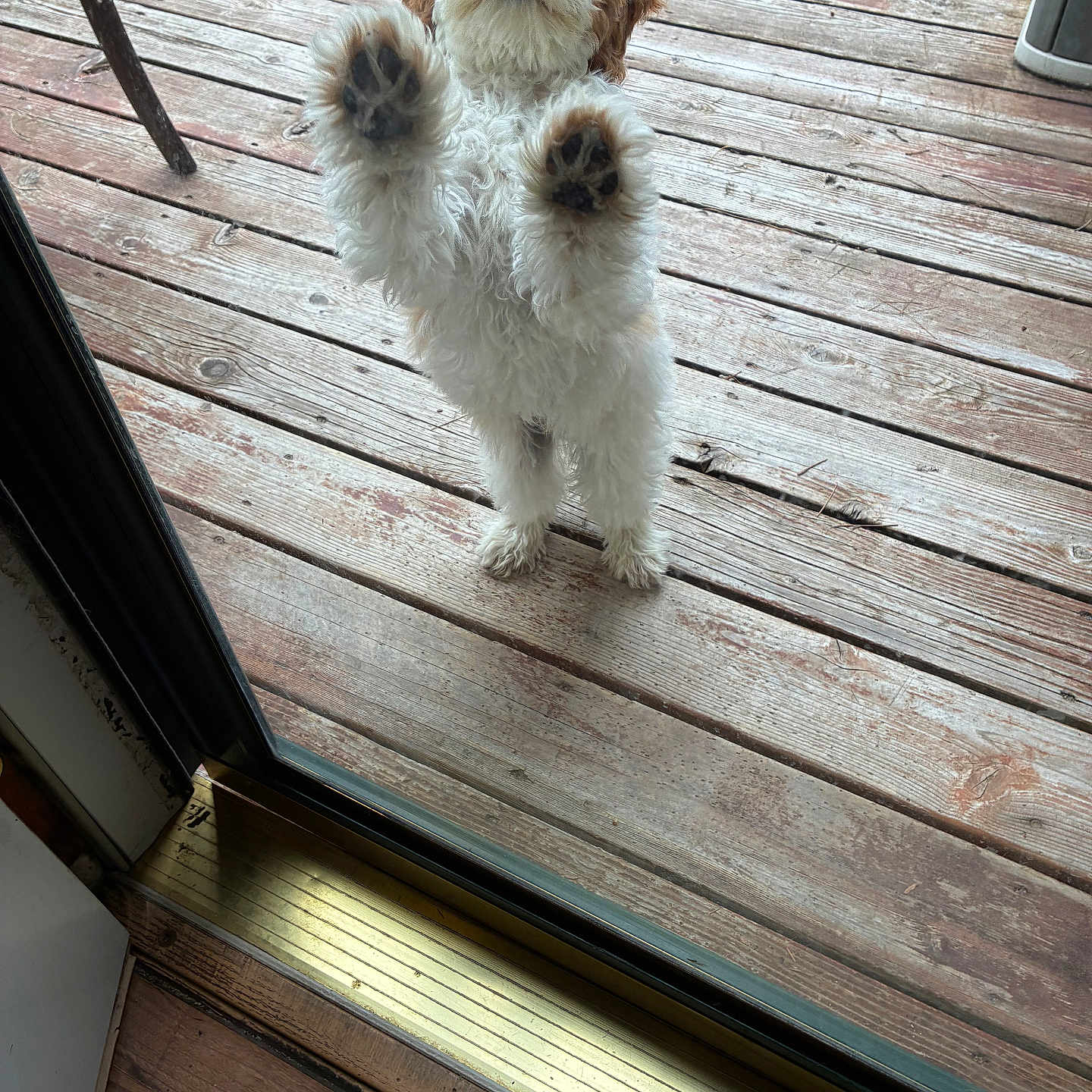 Finn is registered to the contest to win money with this photo: dog, puppy, curly_hair, standing, paws, glass_door, wooden_deck, outside, pet, cute, fur, animal, domestic_animal, looking_up, door_frame, home, playful, waiting, canine, fur_paws