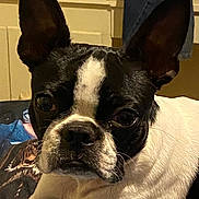 Leia is registered to the contest to win money with this photo: dog, black_and_white, pet, animal, close_up, ears, face, indoor, furniture, canine, looking, domestic, portrait, cute, eyes, snout, fur, household, companion, alert