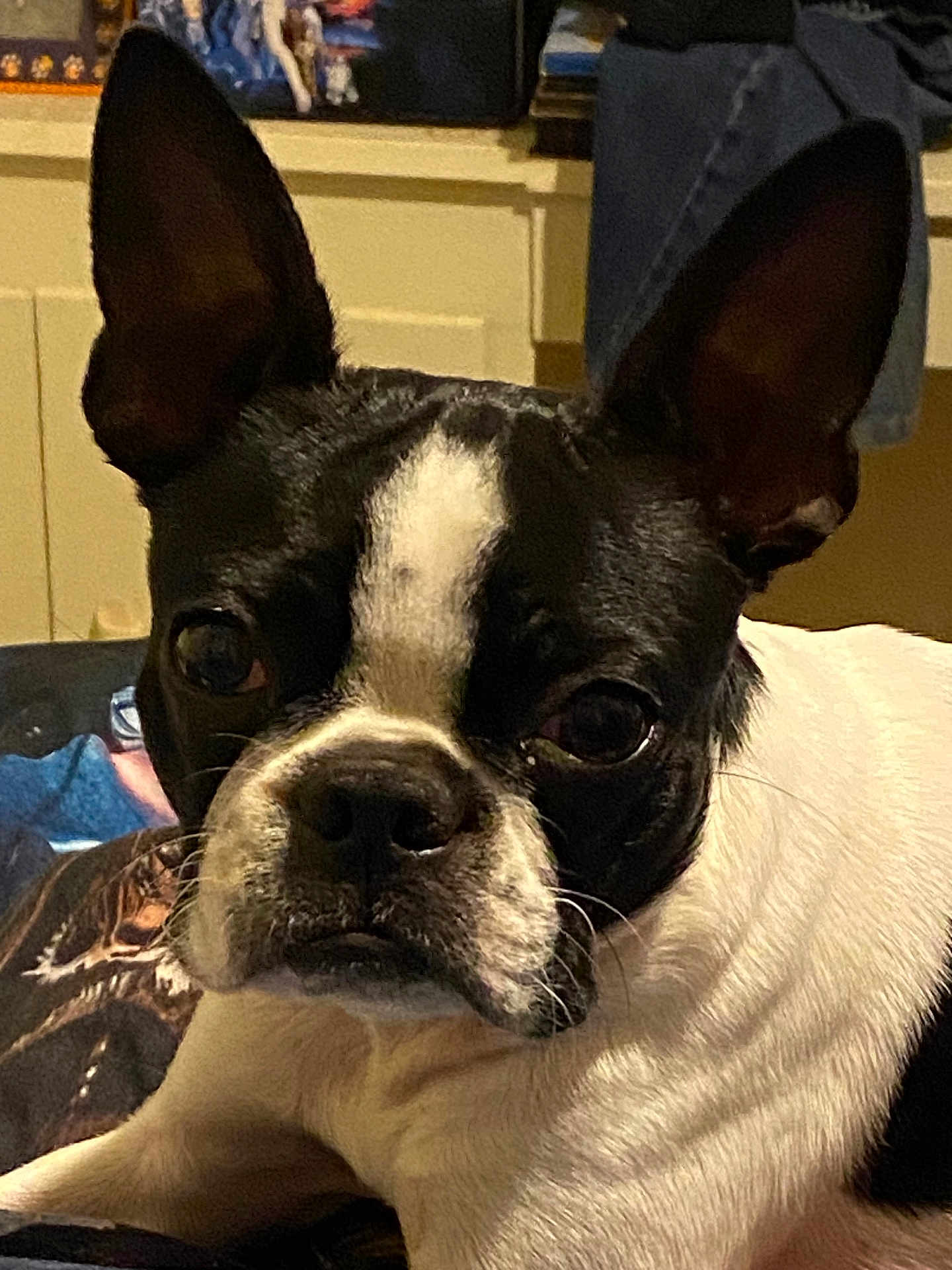 Leia