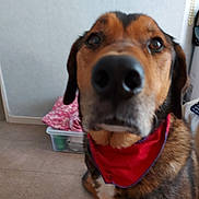 Lover a rejoint le concours — aidez-le/la à gagner de superbes lots ! dog, bandana, indoor, close_up, pet, animal, brown, black, white, fur, canine, floor, container, wall, household, sitting, looking, ears, snout, nose