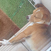 Caramelo a rejoint le concours — aidez-le/la à gagner de superbes lots ! dog, sleeping, tile_floor, wall, grass, gate, outdoor, pet, resting, brown_dog, white_markings, collar, quiet, peaceful, animal, canine, daytime, relaxation, home, window_reflection