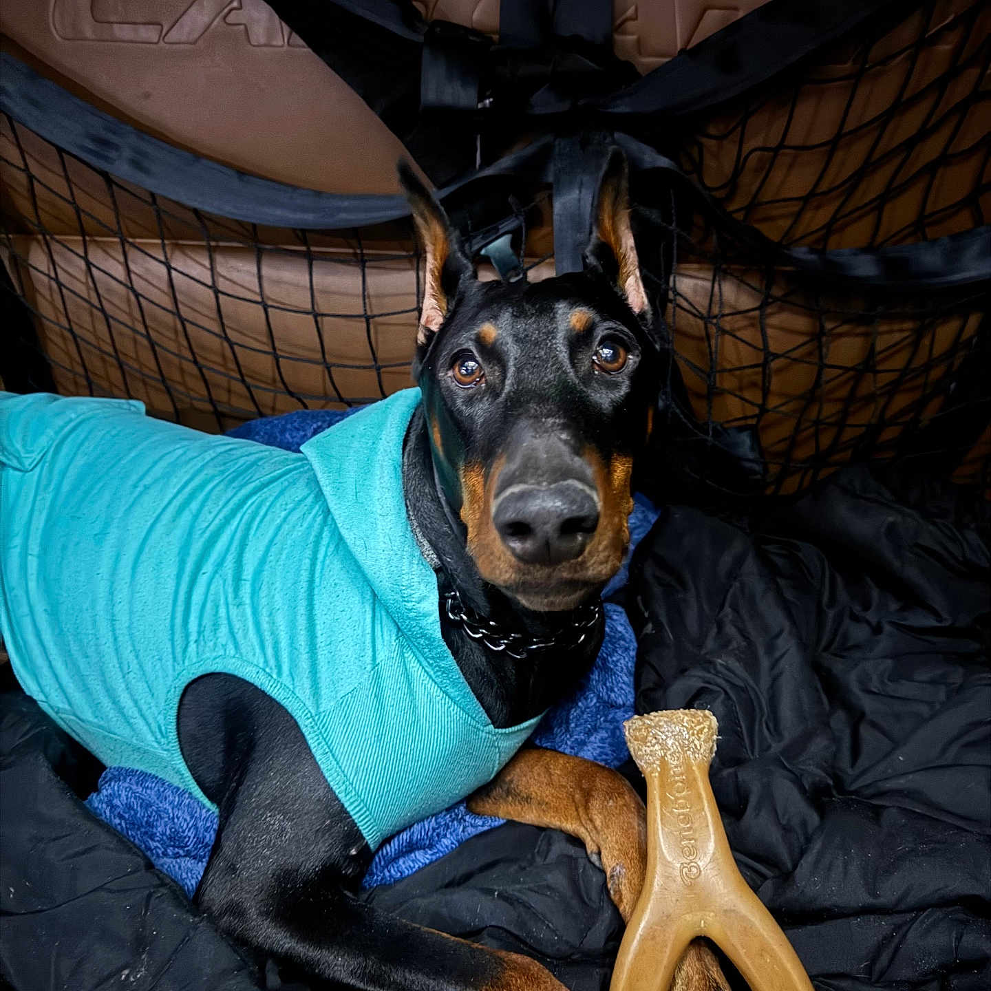 Alle is registered to the contest to win money with this photo: accessories, animal, blanket, canine, car, clothing, couch, dog, face, footwear, furniture, head, hound, person, pet, photography, pointer, portrait, puppy, shoe