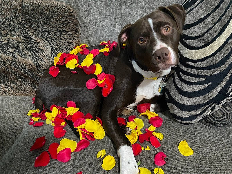 Koda Bear joined the competition — help win amazing prizes! boston_terrier, carmine, carnivore, collar, companion_dog, dog, dog_breed, dog_collar, dog_supply, fashion_accessory, flooring, fur, guard_dog, liver, magenta, petal, sporting_group, tail, working_animal, working_dog