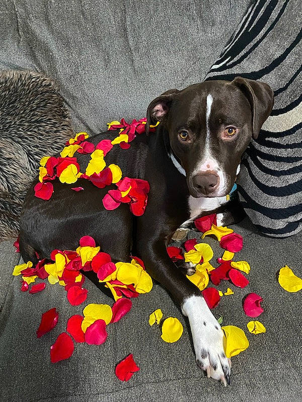 Koda Bear is registered to the contest to win money with this photo: canidae, carnivore, collar, companion_dog, dog, dog_breed, dog_collar, dog_food, dog_supply, dog_toy, fawn, flooring, liver, paw, pet_supply, snout, sporting_group, tail, whiskers, working_animal