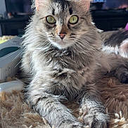 Sally is registered to the contest to win money with this photo: cat, tabby_cat, fluffy_fur, green_eyes, close_up, indoor, pet, feline, relaxed, lying_down, cozy, shaggy_rug, sunlight, portrait, home_interior, whiskers, curious, soft_light, domestic_animal, animal