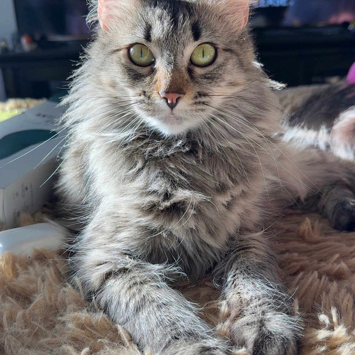 Sally is registered to the contest to win money with this photo: cat, tabby_cat, fluffy_fur, green_eyes, close_up, indoor, pet, feline, relaxed, lying_down, cozy, shaggy_rug, sunlight, portrait, home_interior, whiskers, curious, soft_light, domestic_animal, animal