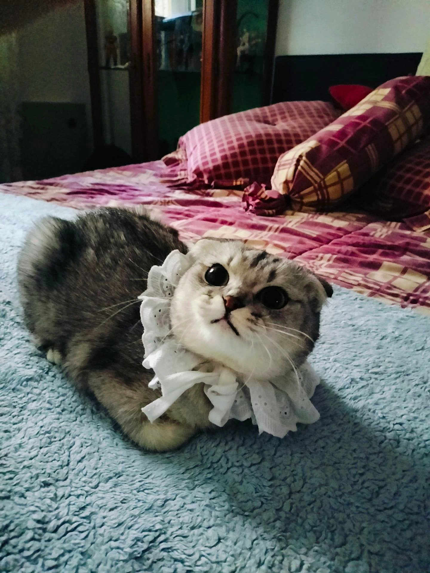 Zara participe au concours pour gagner de l'argent avec cette photo : cat, pet, indoor, bed, blanket, pillow, plaid, fur, whiskers, cute, animal, domestic, soft, collar, curious, resting, feline, closeup, cozy, expression