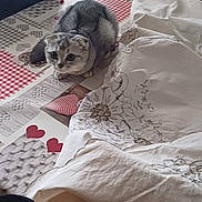 Zara participe au concours pour gagner de l'argent avec cette photo : cat, scottish_fold, tablecloth, blanket, cushion, sofa, indoor, pet, fur, curious, folded_ears, patterned, cozy, home, furniture, animal, resting, small_animal, cute, domestic