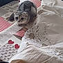 cat, scottish_fold, tablecloth, blanket, cushion, sofa, indoor, pet, fur, curious, folded_ears, patterned, cozy, home, furniture, animal, resting, small_animal, cute, domestic