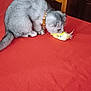 cat, gray_cat, pet, toy, table, tablecloth, red_tablecloth, wooden_chair, chair, furniture, indoor, home, curious, collar, fluffy, animal, domestic, playful, cabinet, background