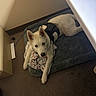 dog, white_dog, blue_eyes, pet_bed, blanket, harness, indoor, floor, corner, resting, canine, looking_up, animal, cozy, carpet, wall, furniture, domestic, young_dog, relaxed