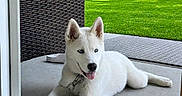 Nolan joined the competition — help win amazing prizes! blue_eyes, canine, chair, collar, dog, fence, grass, happy, husky, lawn, nature, outdoor, patio, pet, puppy, relaxed, summer, sunlight, tongue_out, white_dog