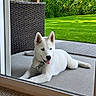 Nolan joined the competition — help win amazing prizes! dog, puppy, husky, white_dog, blue_eyes, pet, outdoor, patio, grass, lawn, chair, fence, sunlight, happy, tongue_out, collar, relaxed, canine, summer, nature