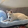 dog, white_dog, blue_eyes, couch, pet_bed, blanket, indoor, window, natural_light, fur, canine, relaxed, animal, domestic_animal, resting, comfortable, household, furniture, portrait, side_view