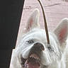 Nolan is registered to the contest to win money with this photo: dog, white_dog, window, face, teeth, ears, curious, playful, closeup, pet, animal, glass, snout, mouth_open, outdoor, daylight, nose, fur, canine, expression