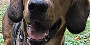 Rox participe au concours pour gagner de l'argent avec cette photo : animal, black, brown, canine, closeup, collar, dog, ears, friendly, fur, grass, happy, muzzle, nature, outdoor, pet, smiling, tongue, tongue_out, white
