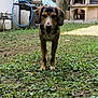 Rox a rejoint le concours — aidez-le/la à gagner de superbes lots ! animal, backyard, barbecue, canine, daylight, dog, domestic_animal, ears, fence, front_view, garden, grass, greenery, grill, nature, outdoor, pet, plant, standing, yard