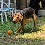 Rox a rejoint le concours — aidez-le/la à gagner de superbes lots ! action, animal, ball, black, blur, brown, chair, chasing, collar, dog, furniture, grass, motion, outdoor, person, pet, playing, sunlight, white, yard