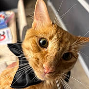 Radish joined the competition — help win amazing prizes! animal, background_blur, black_bow_tie, bow_tie, cat, close_up, curious, cute, domestic_cat, feline, fur, green_eyes, head_tilt, indoor, orange_tabby, pet, portrait, soft_light, whiskers, whiskers_visible