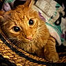 Radish is registered to the contest to win money with this photo: animal, basket, blanket, cat, close_up, cozy, curious, cute, domestic_cat, face, fur, hand, indoor, orange_tabby, pet, resting, soft_texture, warm_lighting, whiskers, wide_eyes