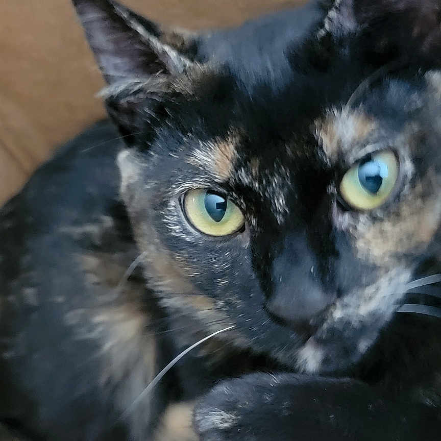 Binx joined the competition — help win amazing prizes! abyssinian, animal, blackcat, box, brasssection, cardboard, carton, cat, den, horn, indoors, kitten, manx, musicalinstrument, pet, siamese