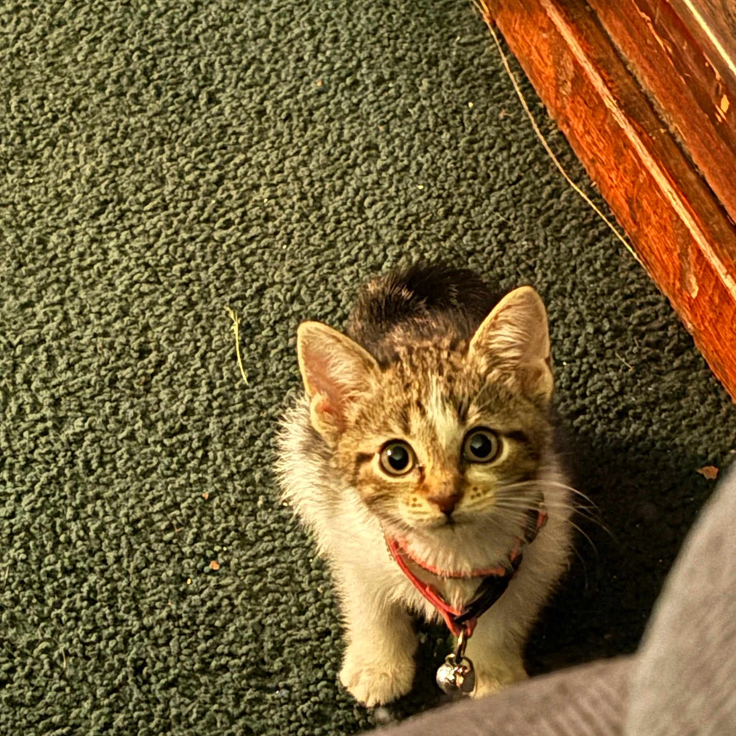 Sheba is registered to the contest to win money with this photo: animal, bell, carpet, cat, collar, curious, cute, domestic, ears, fur, furniture, home, indoor, kitten, looking_up, pet, small, whiskers, wood, young