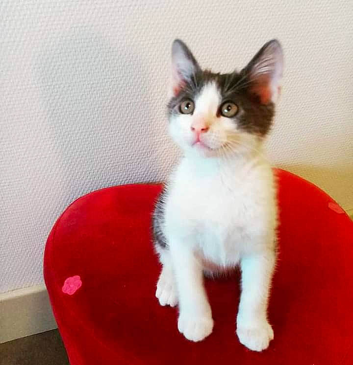 Sultan participe au concours pour gagner de l'argent avec cette photo : art, carnivore, cat, claw, domestic_short_haired_cat, eye, felidae, fur, head, paw, pet_supply, sitting, small_to_medium_sized_cats, snout, tail, terrestrial_animal, whiskers, window