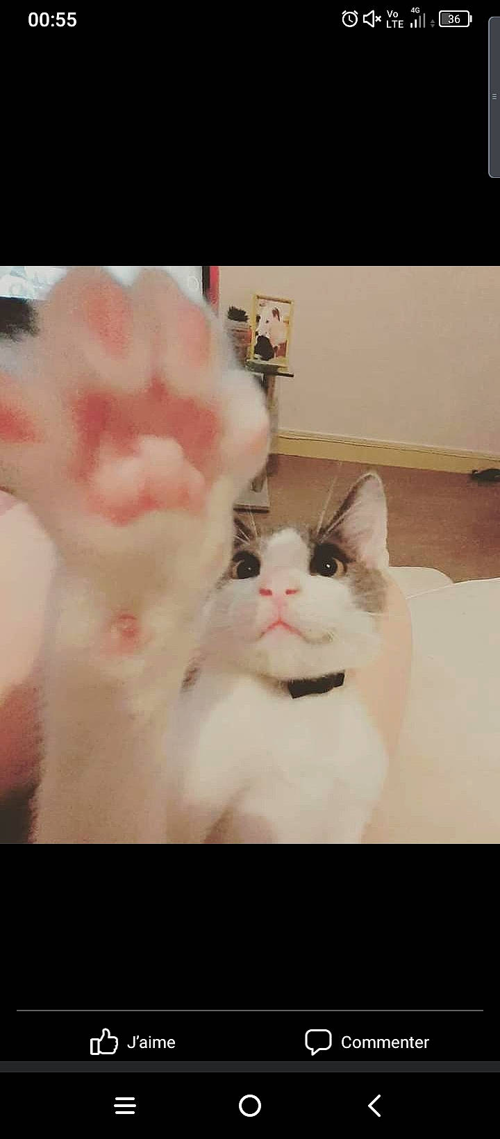 Sultan participe au concours pour gagner de l'argent avec cette photo : carnivore, cat, comfort, ear, event, felidae, flesh, foot, fur, natural_material, paw, peach, photo_caption, small_to_medium_sized_cats, snout, tail, whiskers