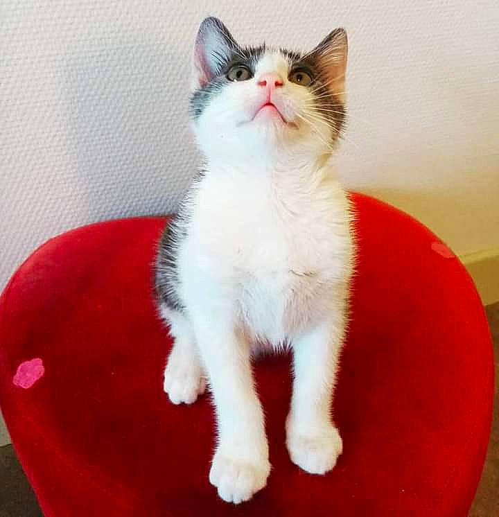 Sultan participe au concours pour gagner de l'argent avec cette photo : carnivore, cat, claw, domestic_short_haired_cat, felidae, foot, fur, paw, photo_caption, sitting, small_to_medium_sized_cats, snout, tail, whiskers, window