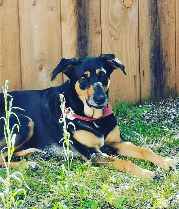 Inaya participe au concours pour gagner de l'argent avec cette photo : beaglier, black_and_tan_terrier, brazilian_terrier, canidae, carnivore, collar, companion_dog, dog, dog_breed, dog_supply, huntaway, mammal, pet_supply, puppy, snout, sporting_group, tail, working_animal, working_dog