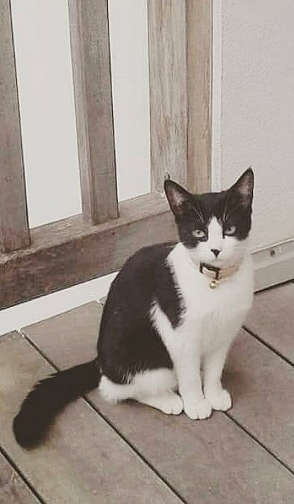 Oméga a rejoint le concours — aidez-le/la à gagner de superbes lots ! aegean_cat, american_wirehair, black_and_white, carnivore, cat, domestic_short_haired_cat, european_shorthair, felidae, floor, fur, kitten, polydactyl_cat, small_to_medium_sized_cats, snout, tail, whiskers, window