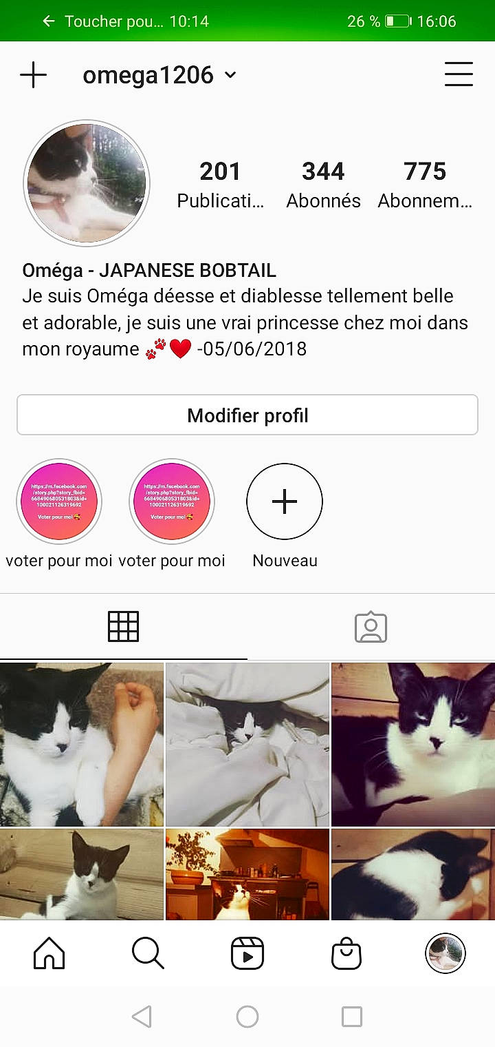 Oméga participe au concours pour gagner de l'argent avec cette photo : carnivore, cat, felidae, font, photo_caption, screenshot, small_to_medium_sized_cats, website, whiskers