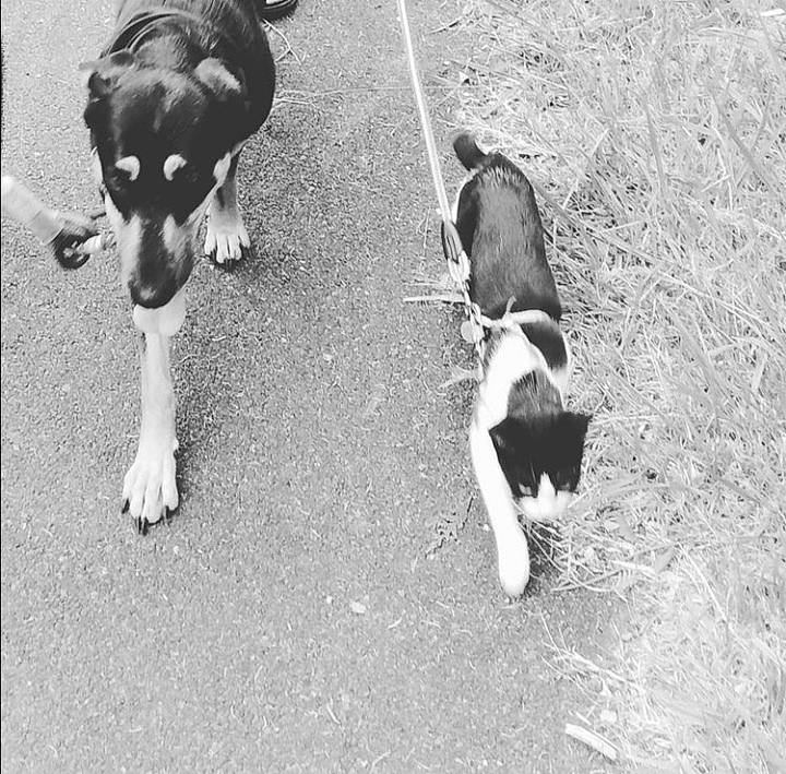 Oméga a rejoint le concours — aidez-le/la à gagner de superbes lots ! beagle, canidae, carnivore, dog, dog_breed, pocket_beagle, street_dog, tail