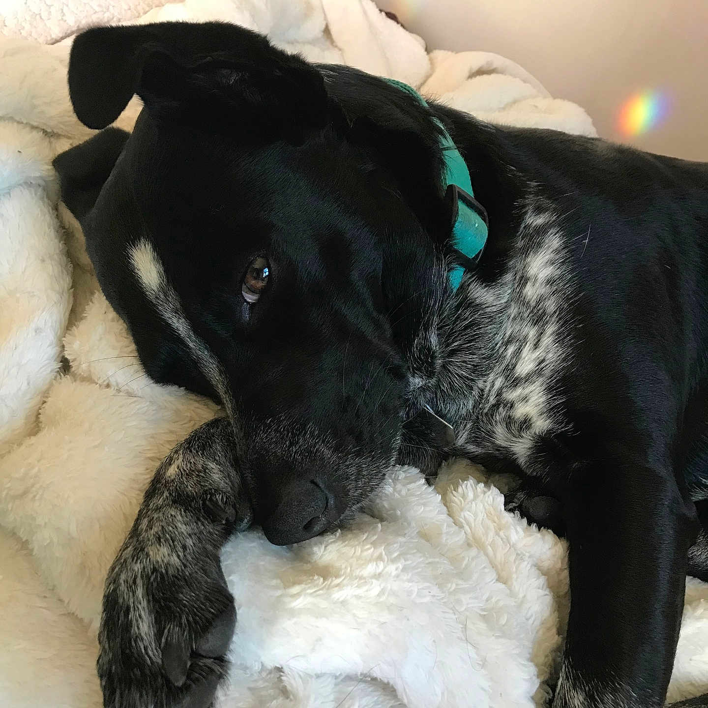 Nillie joined the competition — help win amazing prizes! animal, ball, bear, bed, bedroom, blanket, canine, couch, dog, furniture, hound, labradorretriever, person, pet, pointer, puppy, sleeping, sport, tennis, tennisball
