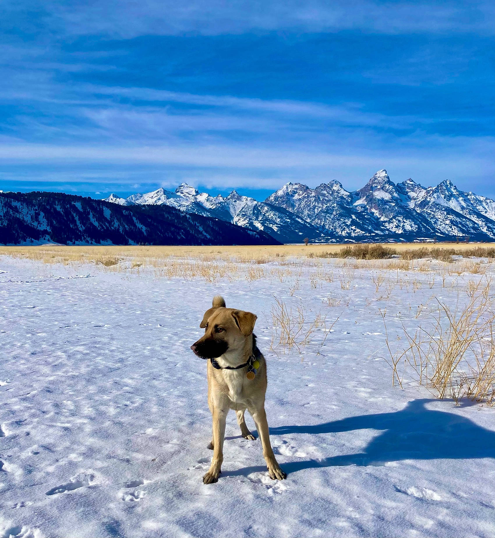 Moose joined the competition — help win amazing prizes! blue, carnivore, cloud, dog, dog_breed, fawn, freezing, glacial_landform, hill, ice_cap, landscape, mountain, mountain_range, recreation, sky, slope, snow, sporting_group, wildlife, winter