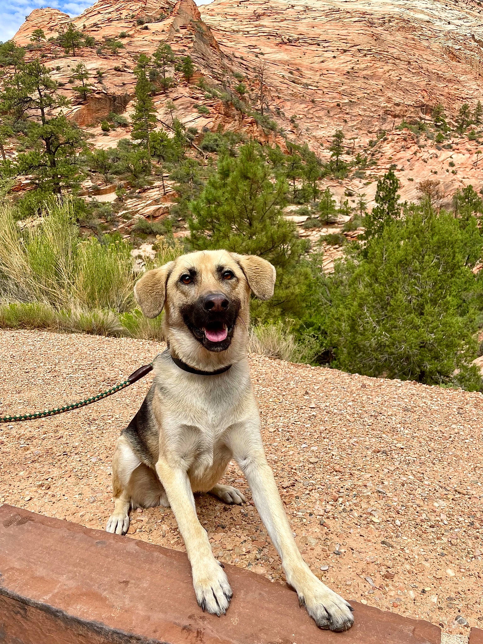 Moose is registered to the contest to win money with this photo: canidae, carnivore, collar, companion_dog, dog, dog_breed, dog_collar, fawn, grass, hill, landscape, mountain, plant, road, rock, snout, soil, sporting_group, tree, working_animal