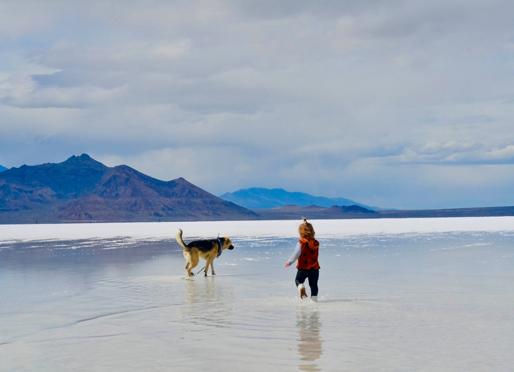 Moose is registered to the contest to win money with this photo: beach, canidae, carnivore, cloud, dog, dog_breed, fawn, fun, horizon, landscape, mountain, ocean, people_on_beach, sand, sky, sporting_group, water, wave, wind_wave, winter