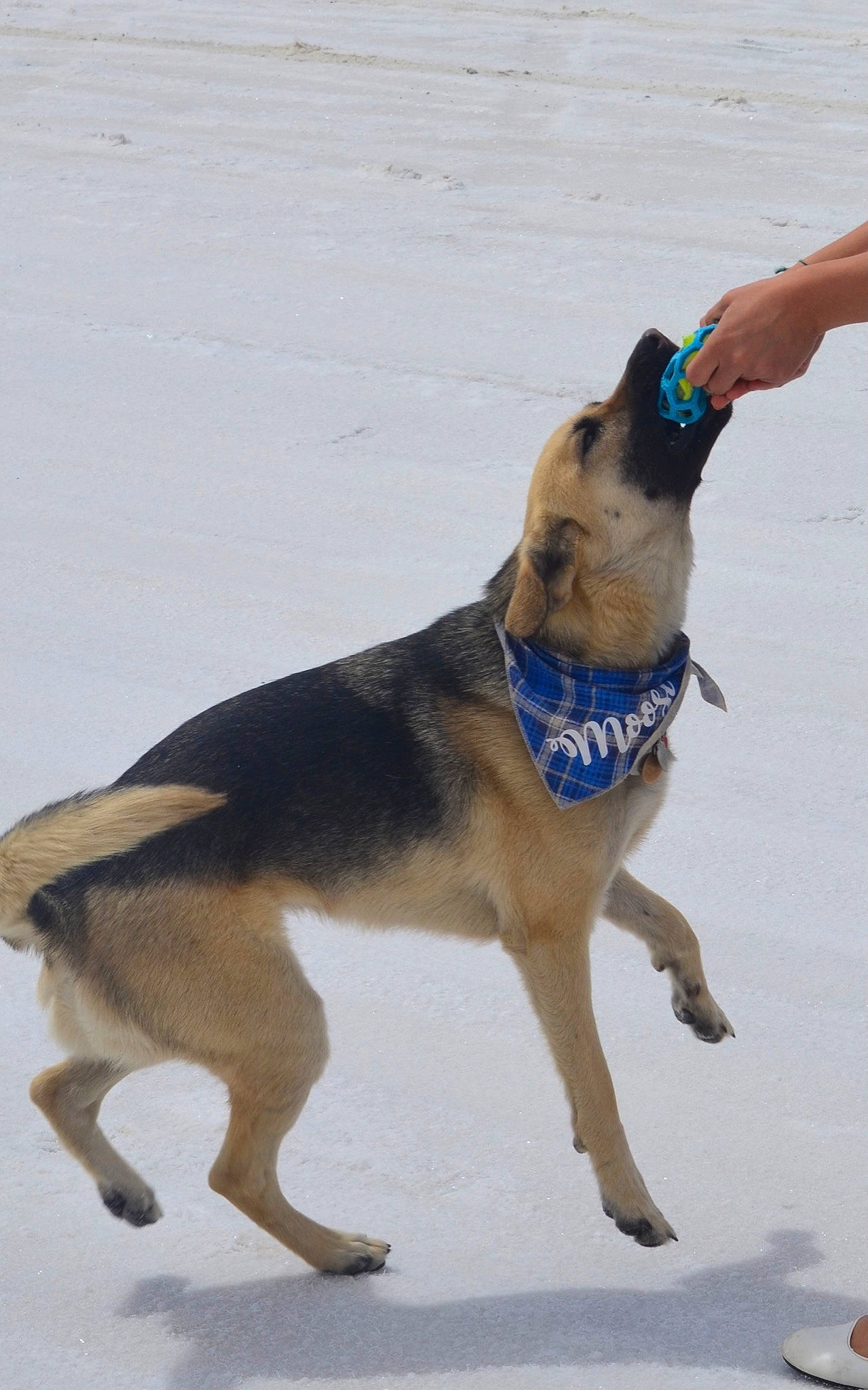 Moose joined the competition — help win amazing prizes! carnivore, collar, companion_dog, dog, dog_breed, dog_clothes, dog_collar, dog_supply, east_european_shepherd, electric_blue, fur, herding_dog, leash, paw, pet_supply, snout, snow, tail, working_animal, working_dog