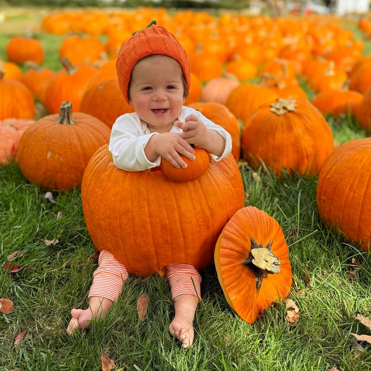 Summer Joy is registered to the contest to win money with this photo: autumn, baby, barefoot, cute, fall, field, grass, happy, hat, infant, leaves, legs, orange, outdoors, portrait, pumpkin, pumpkin_patch, sitting, smiling, toddler