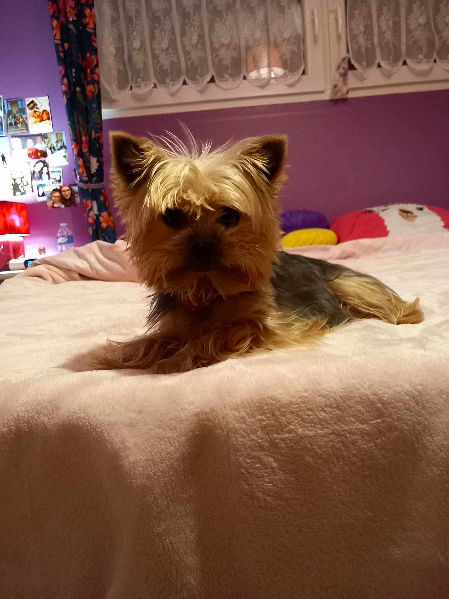 Cookie participe au concours pour gagner de l'argent avec cette photo : dog, bed, blanket, fur, indoor, purple_wall, curtains, photos, lamp, water_bottle, soft_light, cozy, pet, small_dog, lying_down, fur_texture, home, room, decor, relaxed
