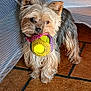 dog, toy, ball, yorkshire_terrier, pet, floor, tile, mesh, indoor, animal, fur, small_dog, playful, cute, standing, mouth, ears, brown, black, domestic