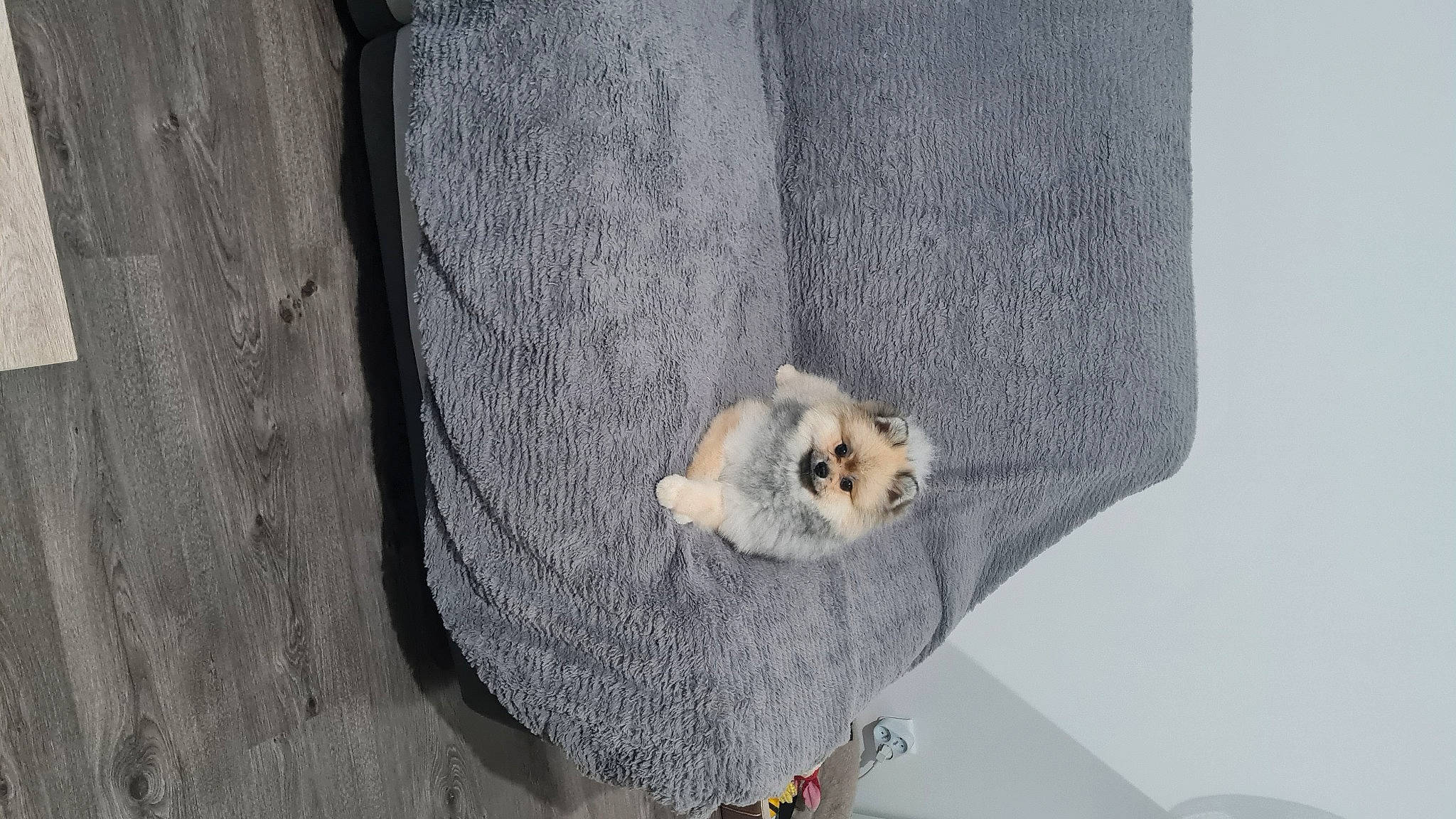 Usko participe au concours pour gagner de l'argent avec cette photo : bag, canidae, carnivore, collar, concrete, denim, dress_shirt, fashion_accessory, fawn, felidae, fur, grey, linens, rock, sleeve, small_to_medium_sized_cats, snout, stuffed_toy, tail, wood