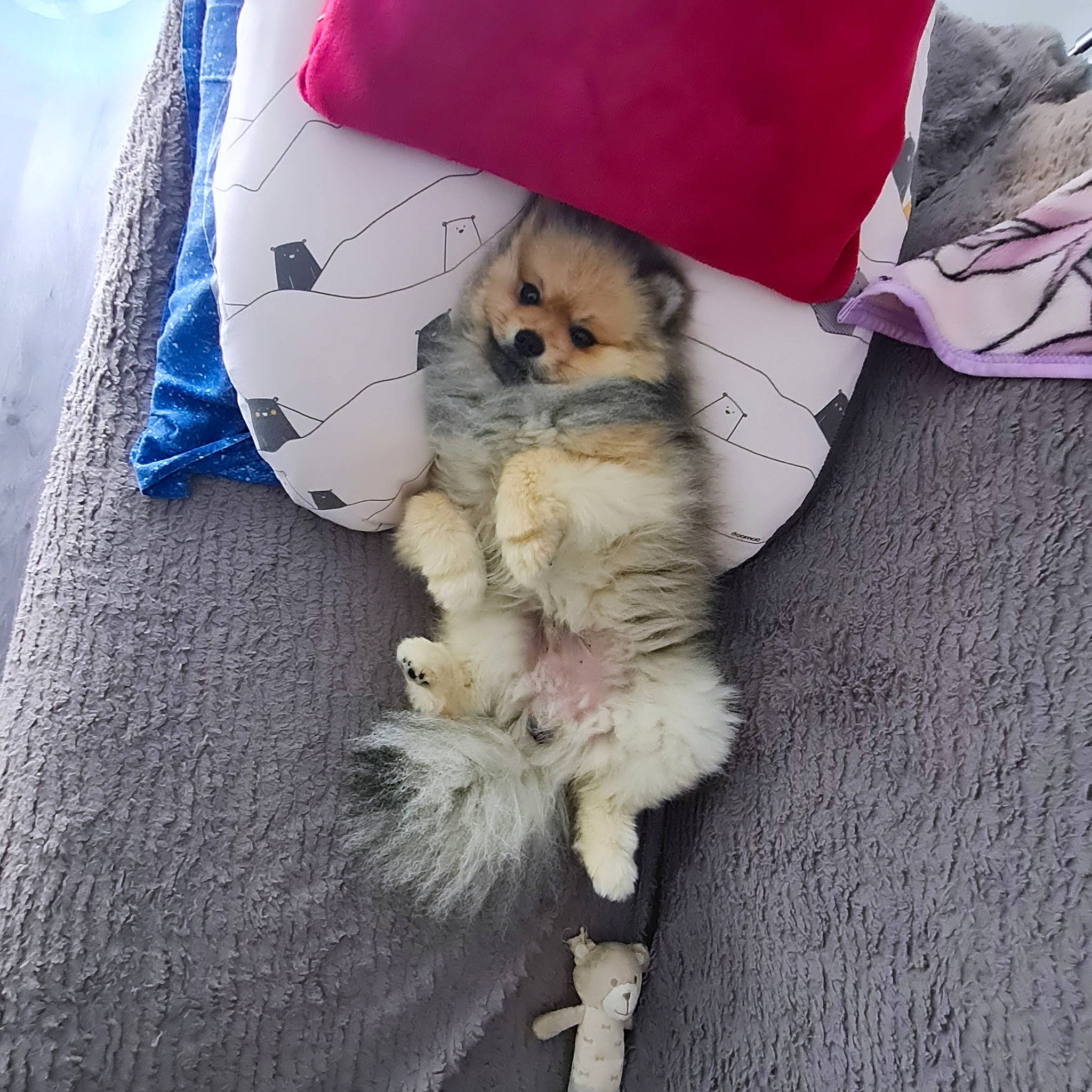 Usko participe au concours pour gagner de l'argent avec cette photo : canidae, carnivore, comfort, companion_dog, dog, dog_breed, dog_supply, fawn, felidae, fur, german_spitz, paw, small_to_medium_sized_cats, snout, spitz, sporting_group, tail, toy, toy_dog, whiskers