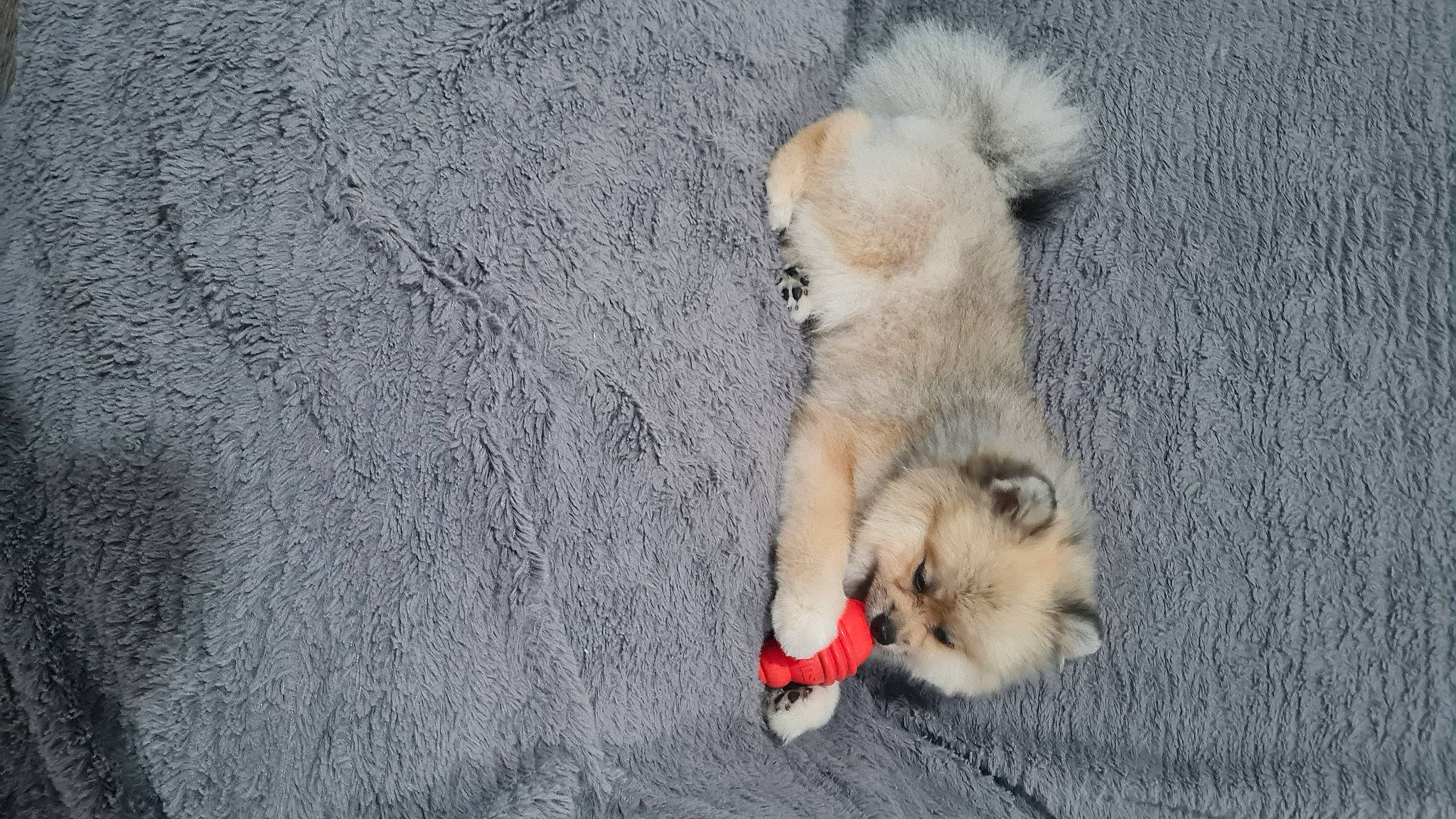 Usko a rejoint le concours — aidez-le/la à gagner de superbes lots ! canidae, carnivore, companion_dog, dog, dog_breed, fawn, felidae, ferret, fur, german_spitz, german_spitz_klein, german_spitz_mittel, leash, paw, pomeranian, snout, spitz, sporting_group, street_dog, tail