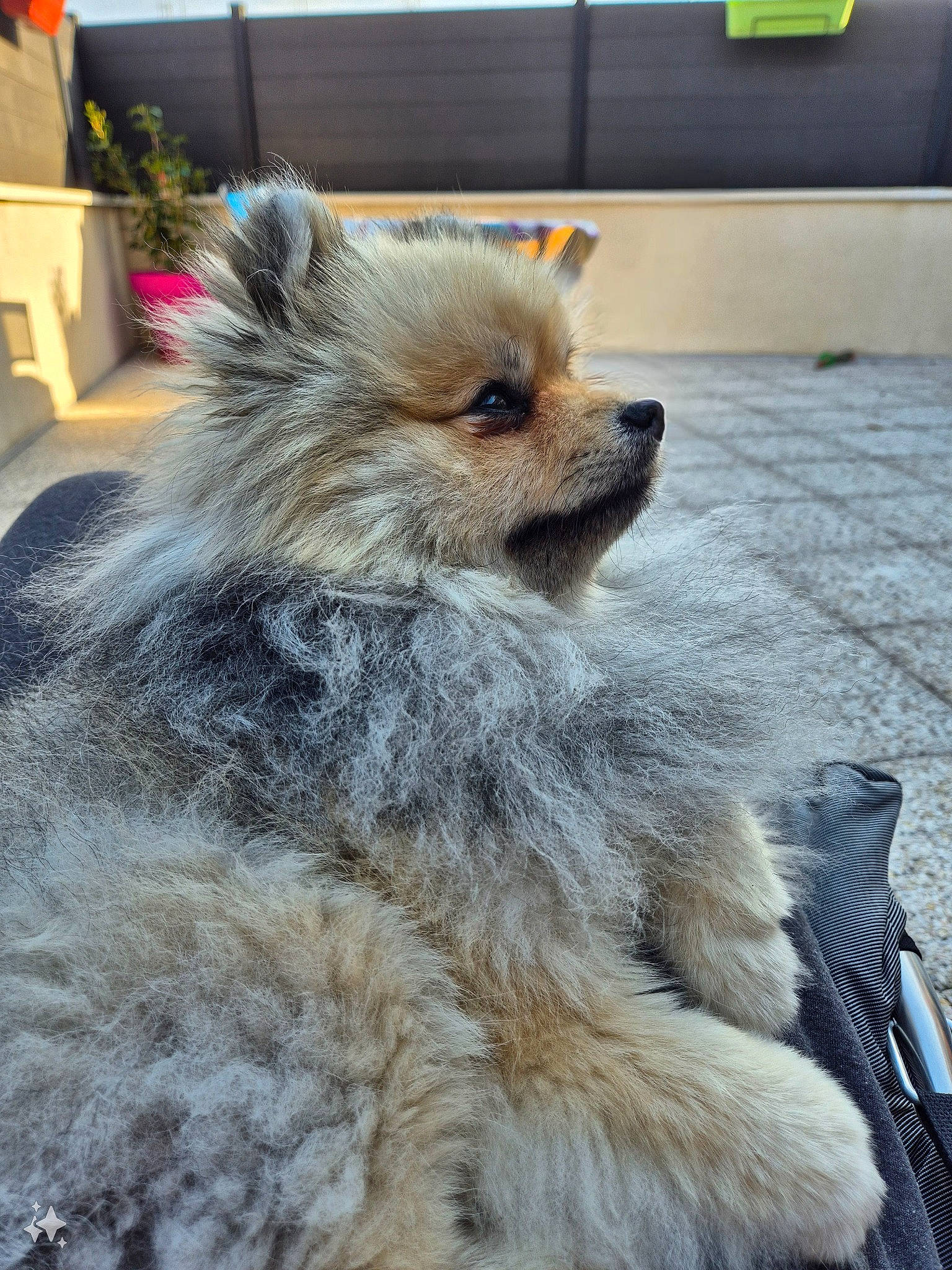 Usko participe au concours pour gagner de l'argent avec cette photo : box, canidae, carnivore, companion_dog, dog, dog_breed, fawn, fur, plant, puppy, small_terrier, snout, sporting_group, tail, terrestrial_animal, toy_dog, whiskers, wildlife, windscreen_wiper, working_animal