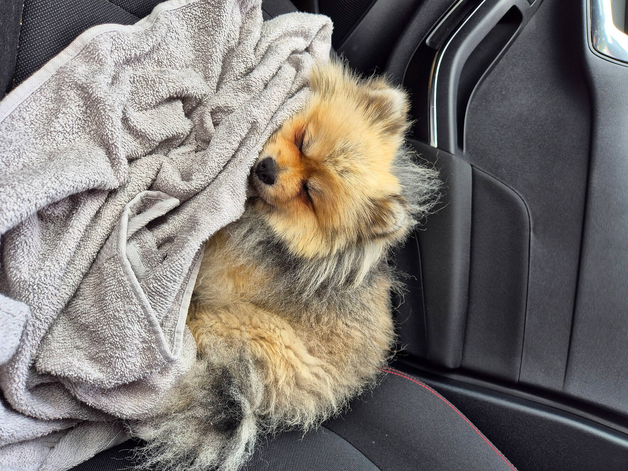 Usko participe au concours pour gagner de l'argent avec cette photo : automotive_exterior, canidae, carnivore, comfort, companion_dog, dog, dog_breed, fawn, felidae, fur, fur_clothing, mammal, small_to_medium_sized_cats, snout, sporting_group, tail, vehicle_door, vertebrate, whiskers, wildlife