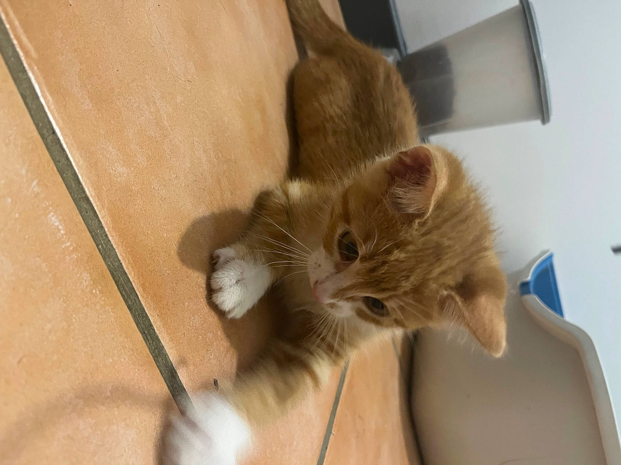 Minouche a rejoint le concours — aidez-le/la à gagner de superbes lots ! canidae, carnivore, cat, claw, comfort, domestic_short_haired_cat, fawn, felidae, fur, hardwood, paw, pet_supply, small_to_medium_sized_cats, snout, tail, whiskers, wood