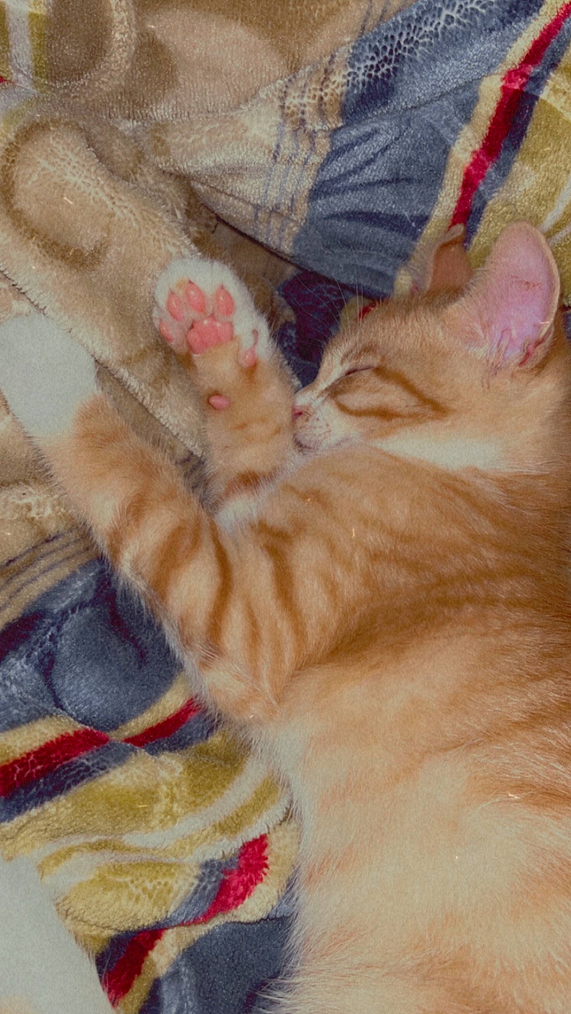 Minouche a rejoint le concours — aidez-le/la à gagner de superbes lots ! art, carnivore, cat, claw, comfort, domestic_short_haired_cat, fawn, felidae, foot, fur, human_leg, nail, nap, paw, peach, small_to_medium_sized_cats, snout, tail, whiskers