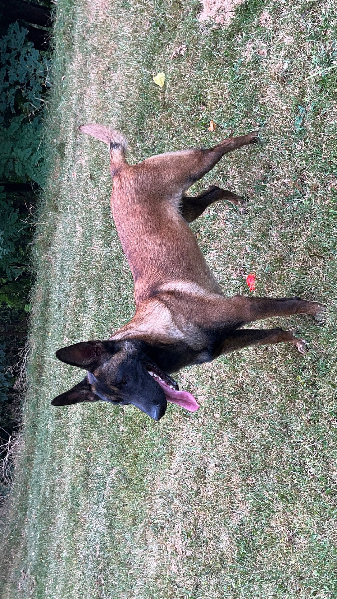 Kiko a rejoint le concours — aidez-le/la à gagner de superbes lots ! bat, canidae, carnivore, dog_breed, fawn, grass, kangaroo, macropodidae, marsupial, mexican_hairless_dog, plant, sporting_group, tail, terrestrial_animal, trunk, wallaby, wildlife